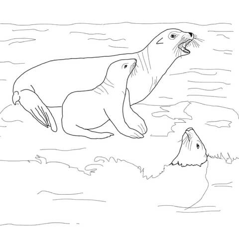 California Sea Lion With Its Baby Coloring Page